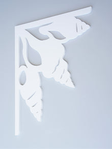 Shell Collection Decorative Bracket