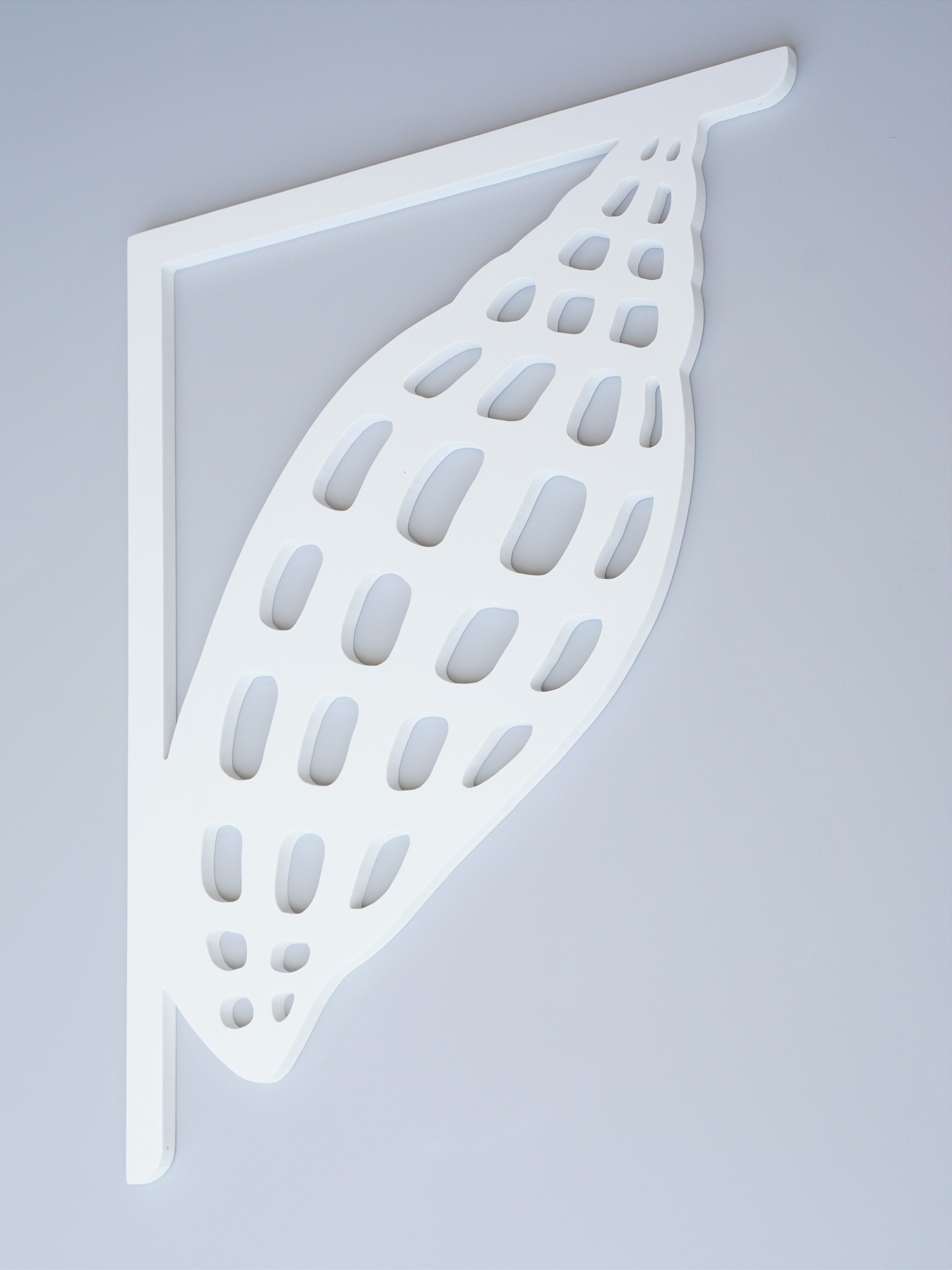 Junonia Shell Decorative Bracket – Nature Brackets